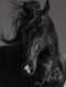 black stallion